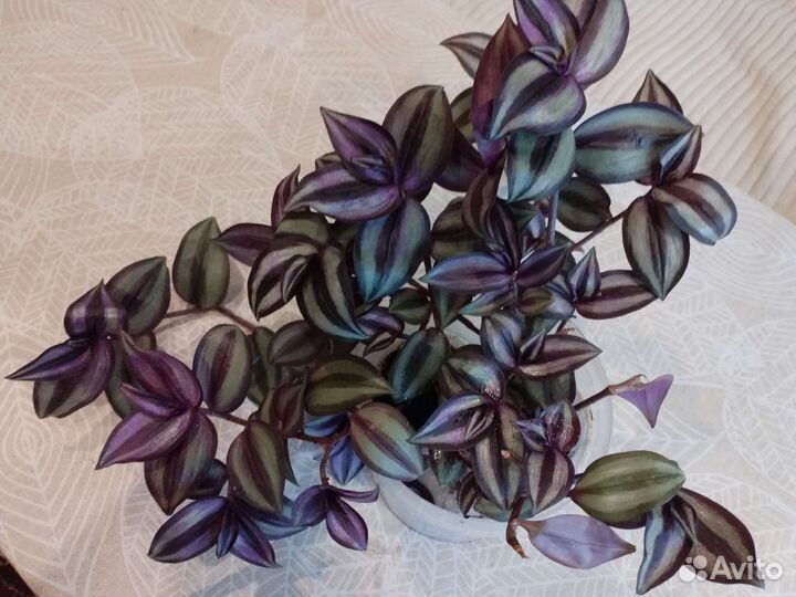 Традесканция зебрина