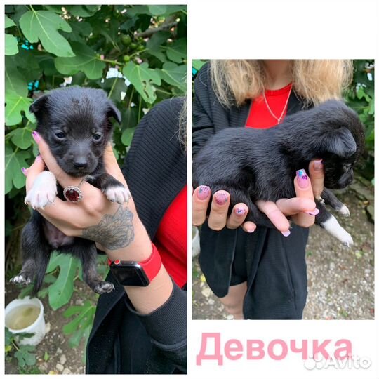 Щенки в добрые руки