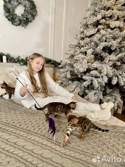 Бенгальские котята