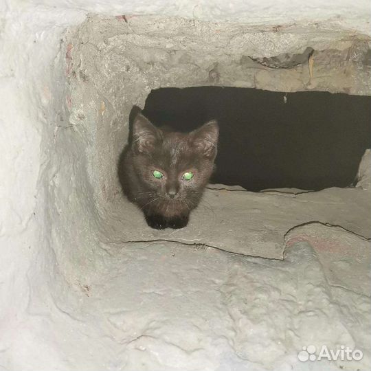 Кошка в дар