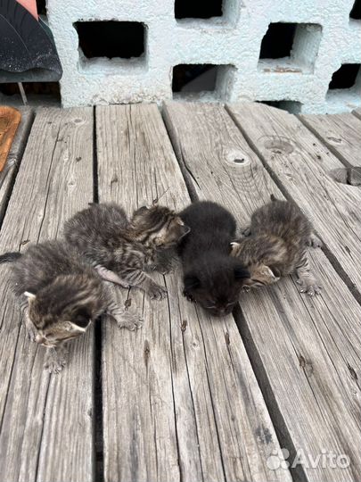 Котята в добрые руки