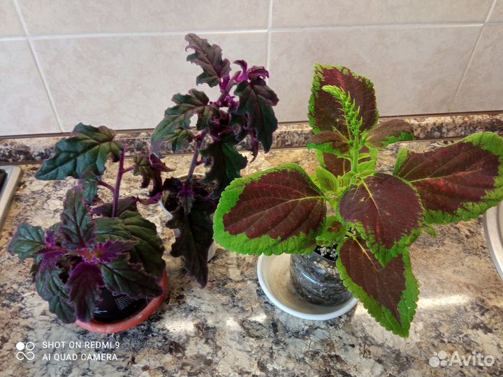 Комнатные растения - красивые и разные