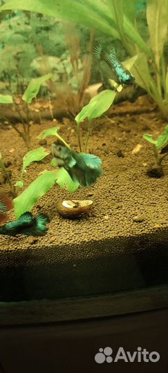 Аквариумные рыбки петушок