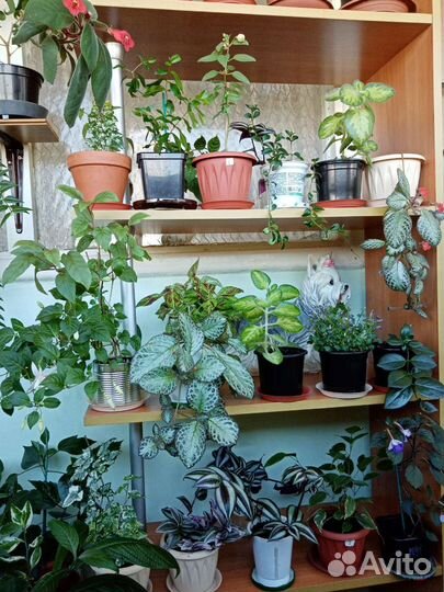 Черенки комнатных растений