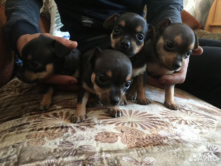 Тойтерьеры