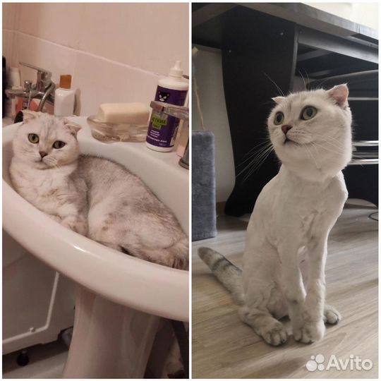 Груминг кошек и собак