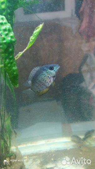 Продам северумов