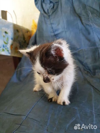 Котёнок с интересным окрасом 25 причин взять кота