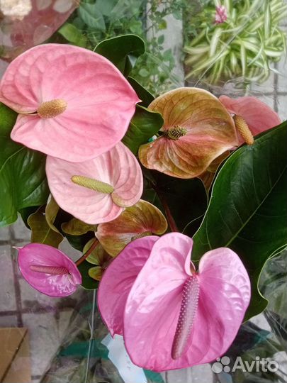 Антуриум, калла, хризантема, бегония