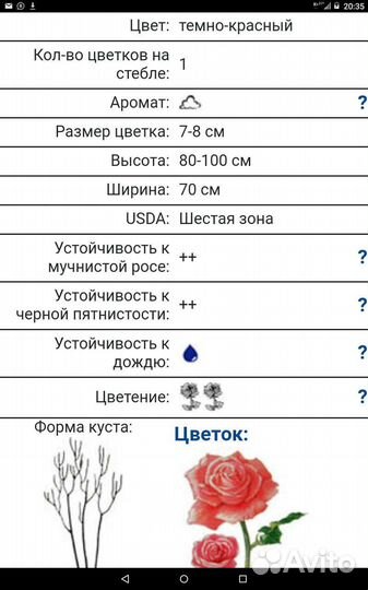 Роза Блэк Баккара чайно-гибридная