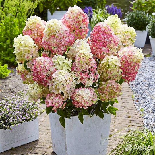 Гортензия метельчатая (14 сортов)