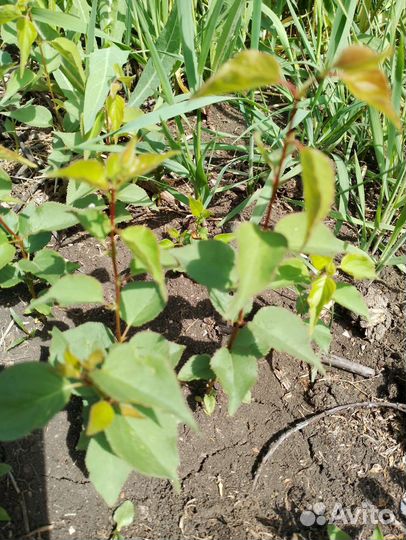 Ирга, абрикос Саратовский рубин, тёрн, облепиха