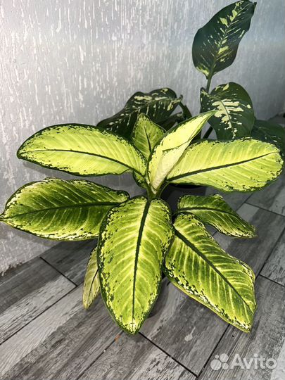 Диффенбахия Рудольф роерс