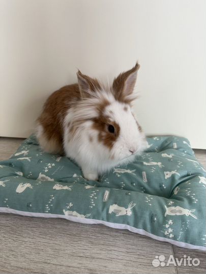 Хит Лежанка для кроликов, морских свинок
