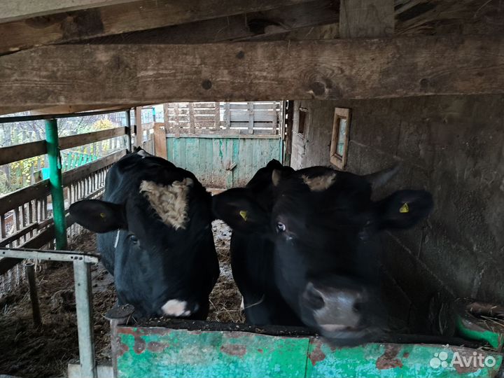 Бычки и быки на мясо