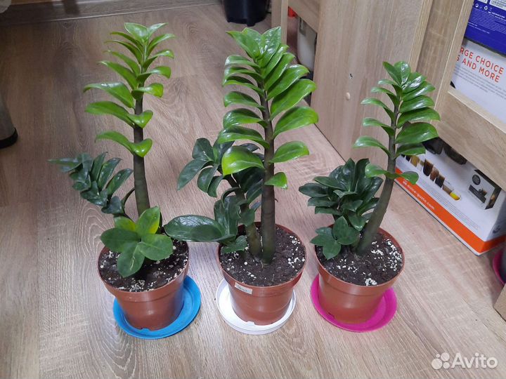 Орхидеи и лиственные в Калуге