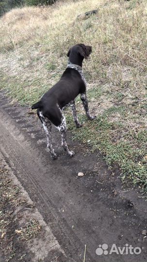 Курцхаар вязка