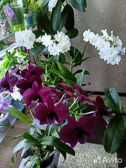 Орхидеи разные