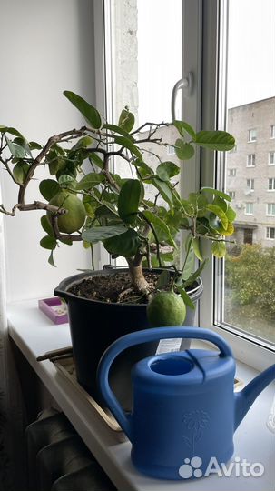 Лимонное дерево 