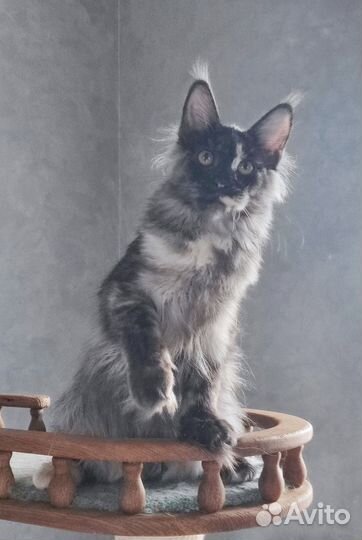 Дымная черепаховая девочка Мейн кун