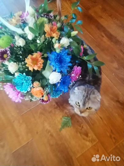 Шотландский вислоухий