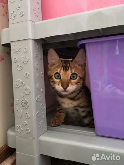 Бенгальские котята