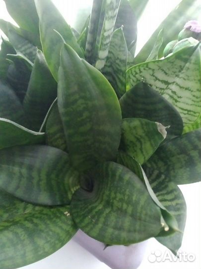 Цветы Сансевиерия тещин язык Щучий хвост