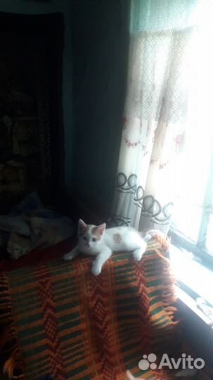 Котенок девочка