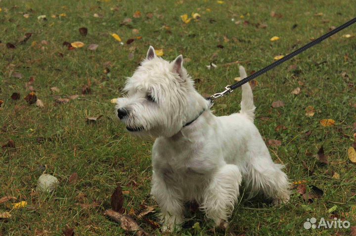 Кобель для вязки