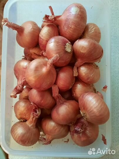 Лук семейный на посадку