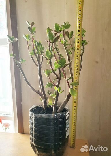 Денежное дерево толстянка