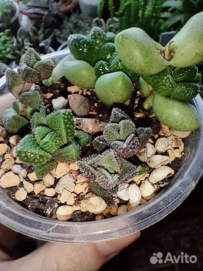 Суккуленты- полный список