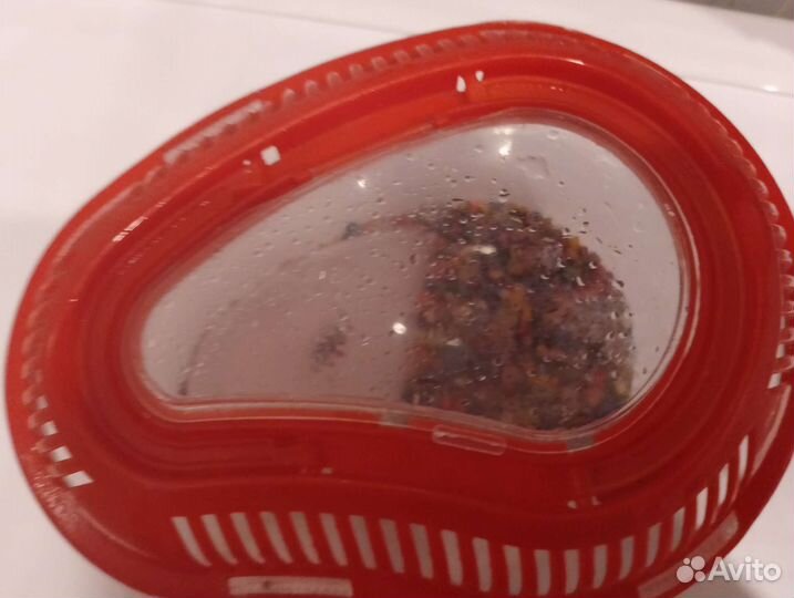 Террариум-переноска