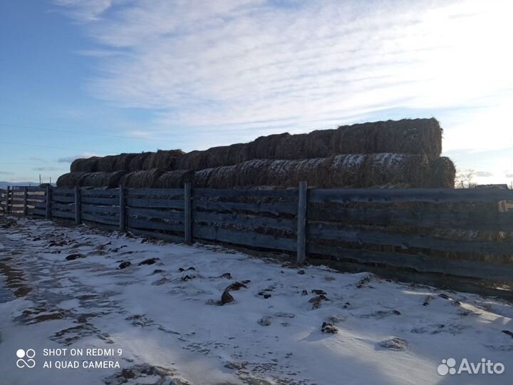 Сено в тюках