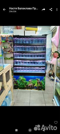 Стойка для рыбок петушок