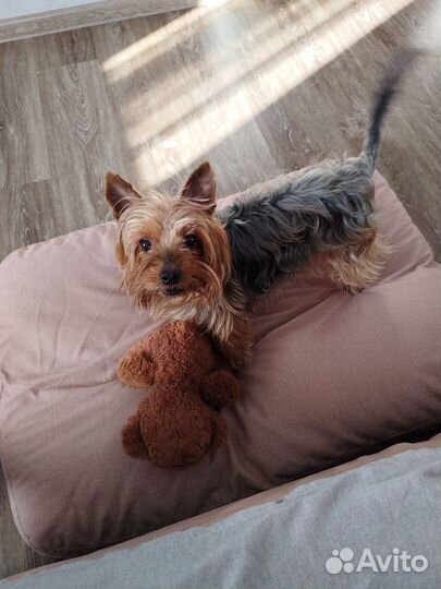 Домашняя передержка животных