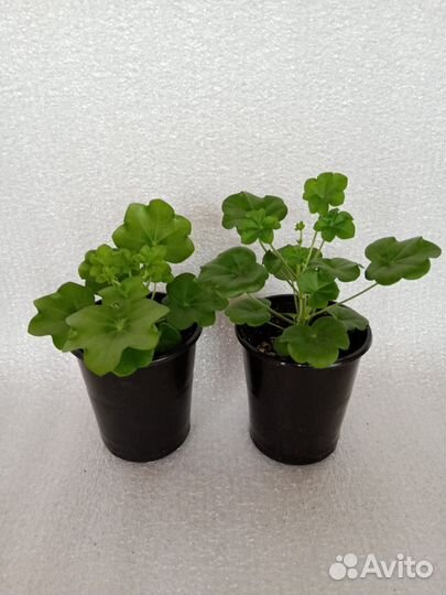 Бегония вечноцветущая, бальзамин, дихондра