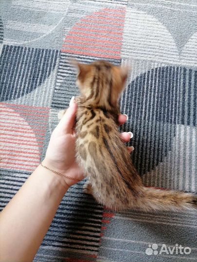 Бенгальская кошка