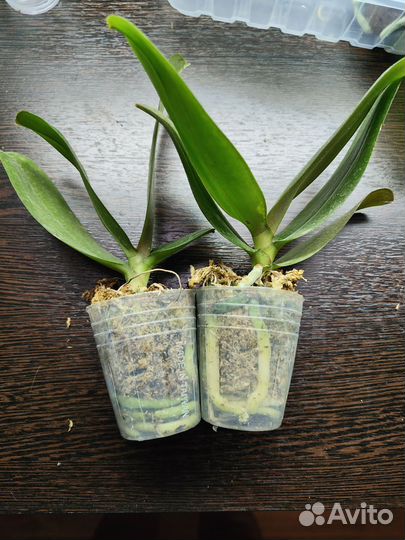 Орхидея фаленопсис