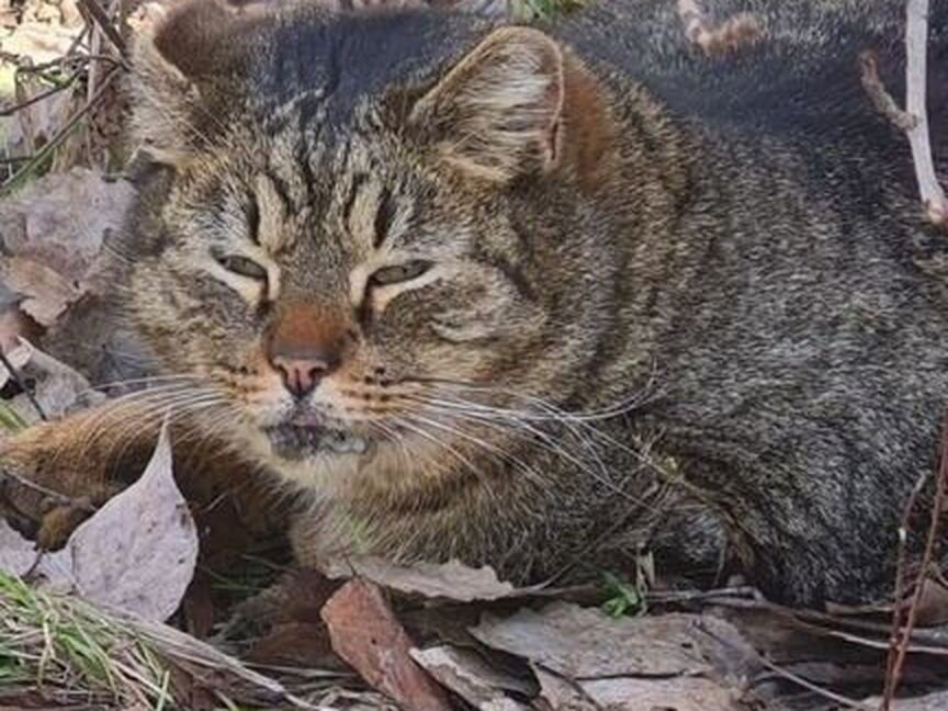 У котика больной рот. Просит помощи