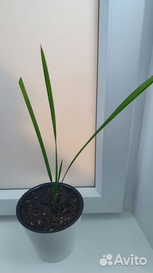 Финиковая пальма