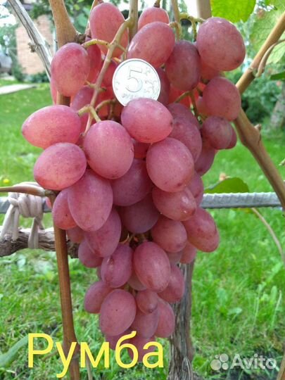 Саженцы винограда