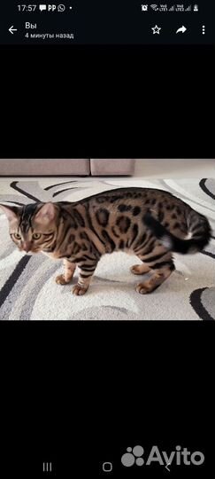 Бенгальский кот