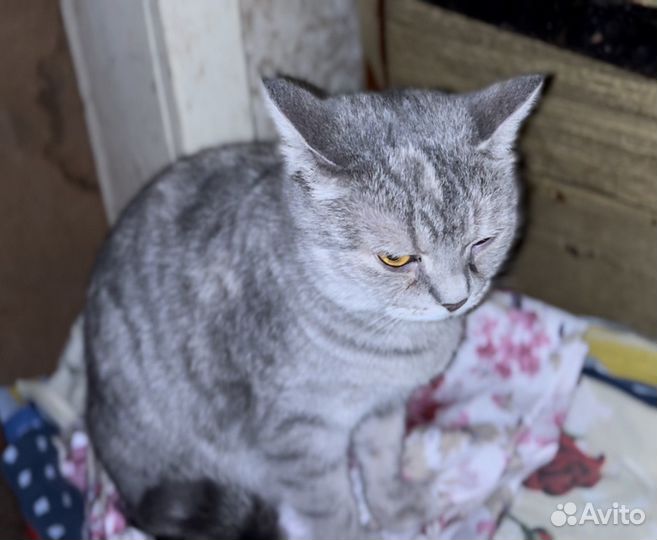 Кошка в дар смесь