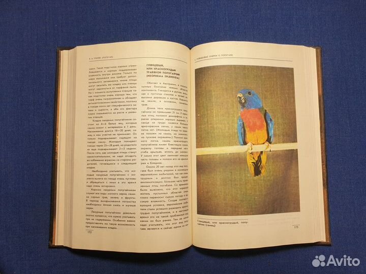 Книга попугаи