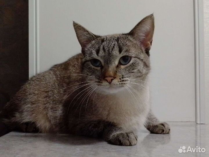 Кот на половину тайский