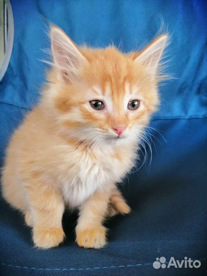 Дачные котята в добрые руки)