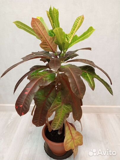 Кодиеум кротон