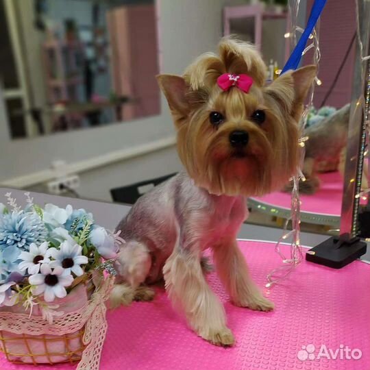 Обучение грумингу с дальнейшим трудоустройством