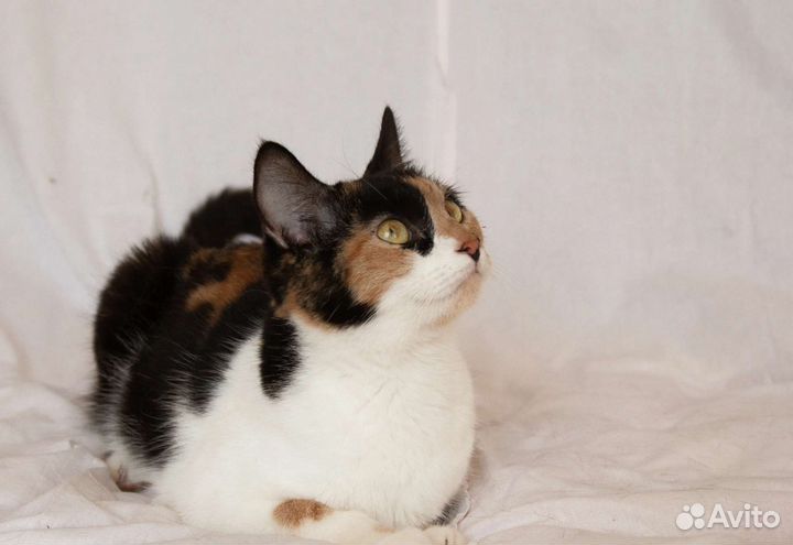 Трехцветочка